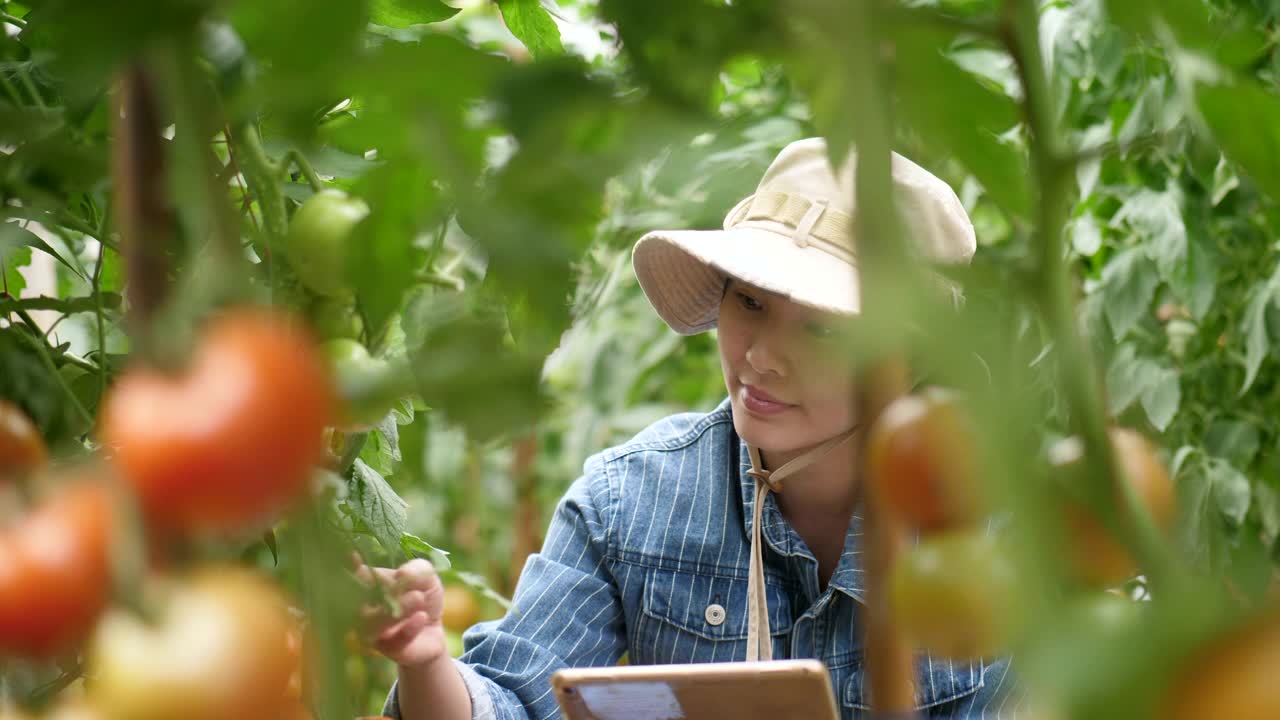 有机农场鲜番茄视频素材