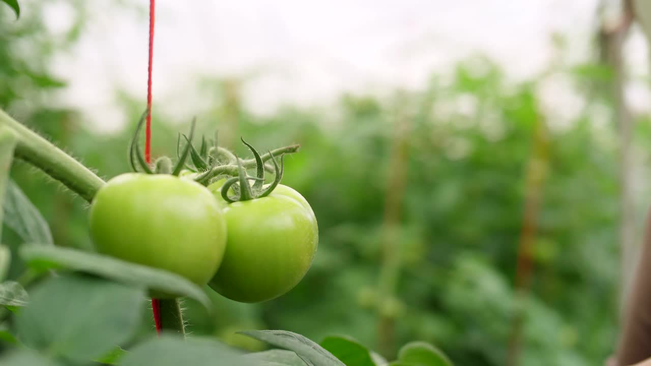特写手在番茄农场的番茄视频素材