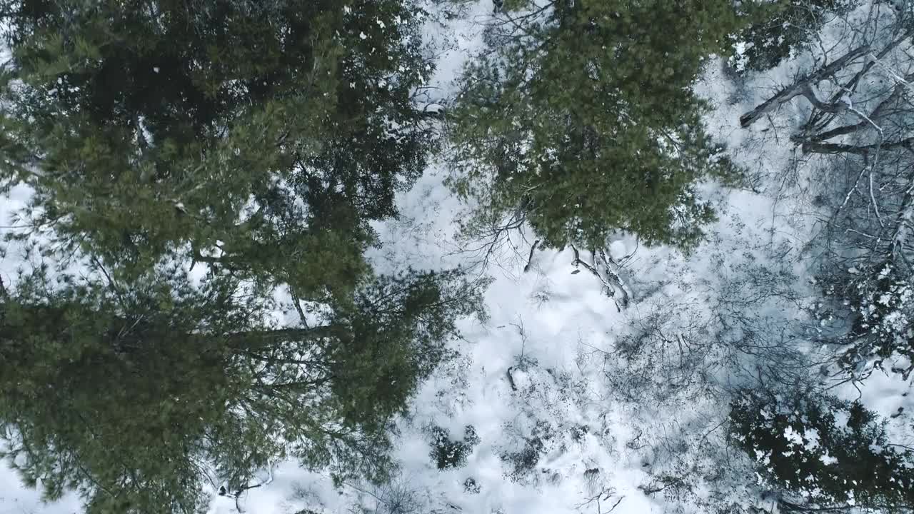 冬季森林景观视频下载