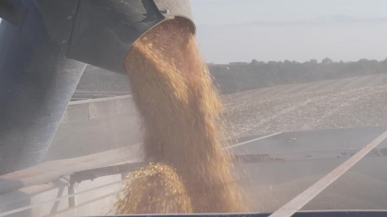 联合收割机将玉米粒倒入卡车的拖车中。视频素材