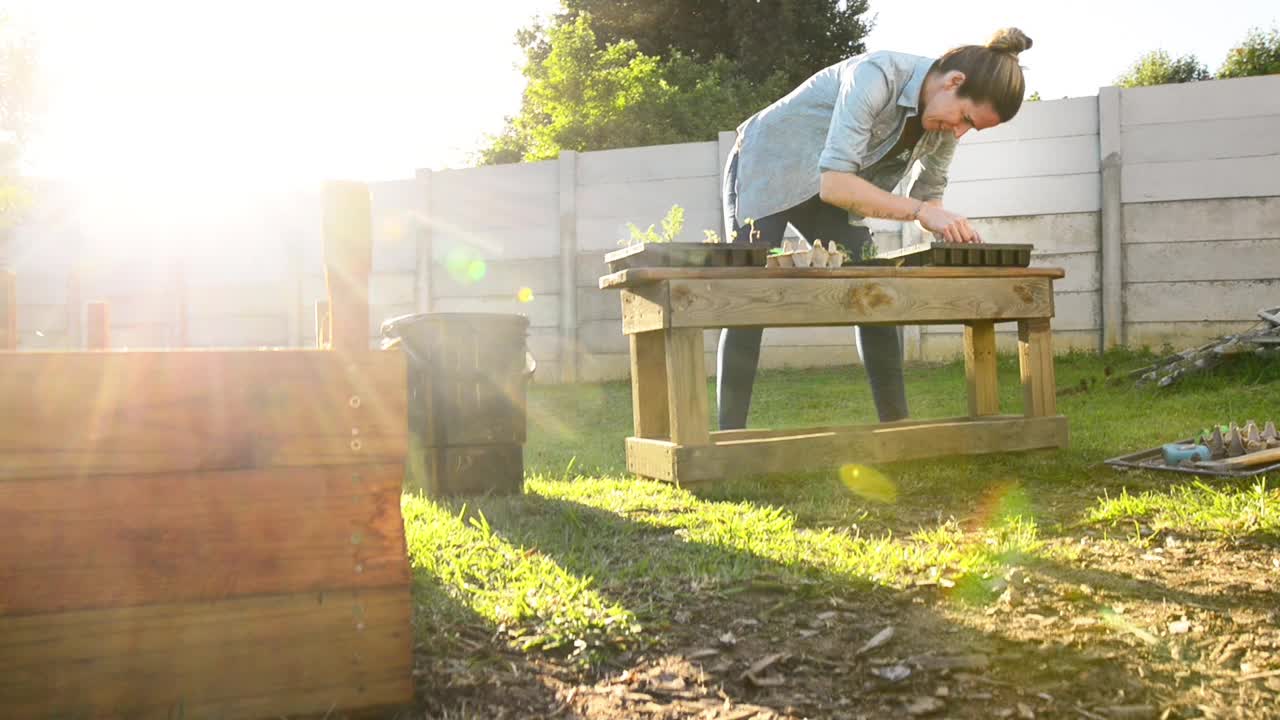一个妇女在院子里用托盘种秧苗视频下载