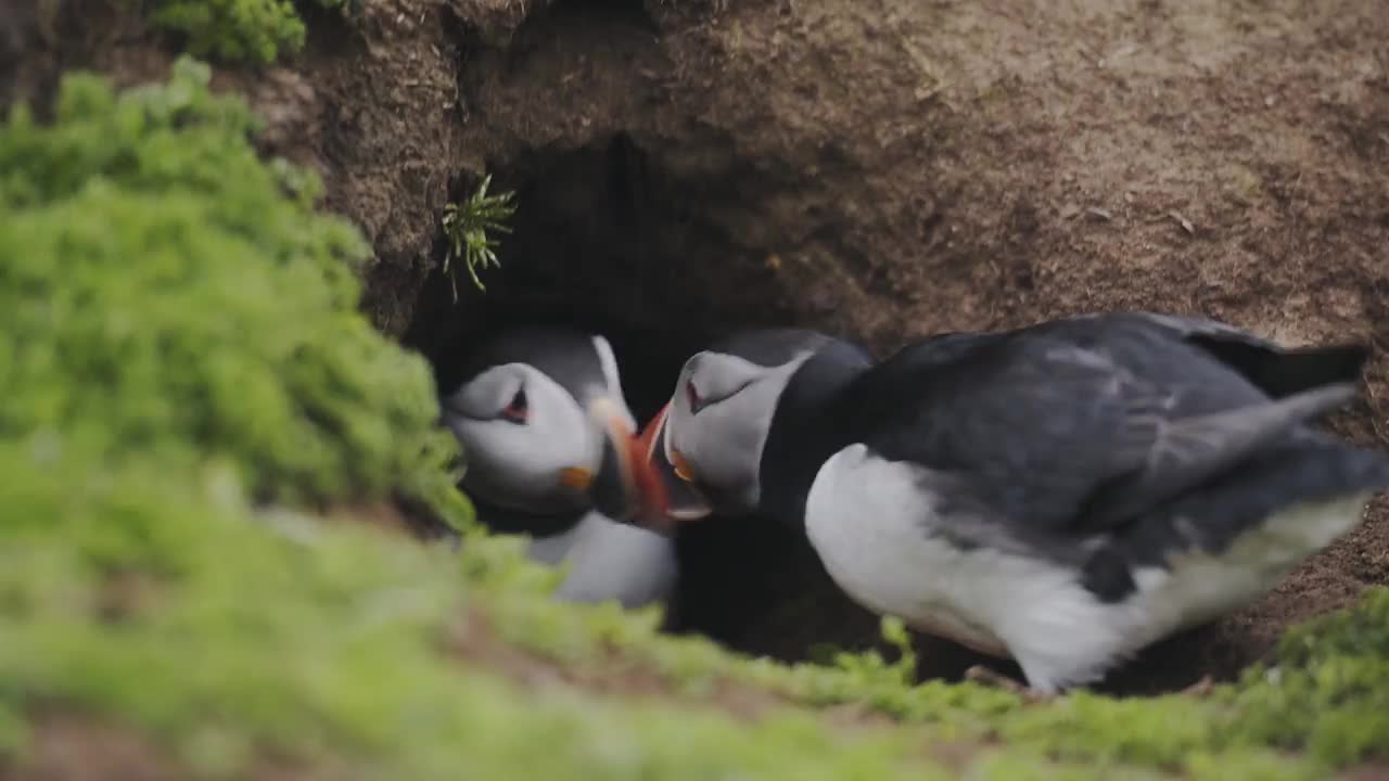 在斯科莫岛的地洞里，普通的海雀正在用它们多彩的喙玩耍。中枪视频下载
