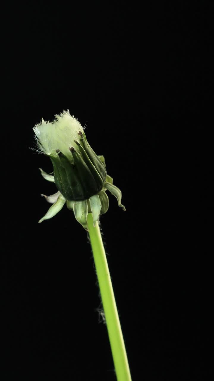 时间流逝的蒲公英花种子开放黑色视频素材
