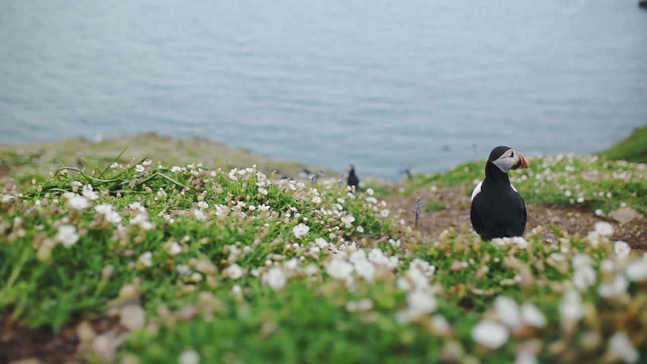 背面的大西洋海雀站在靠近海坎皮恩在斯科莫岛在威尔士，英国与平静的海在模糊的背景-全景拍摄视频下载