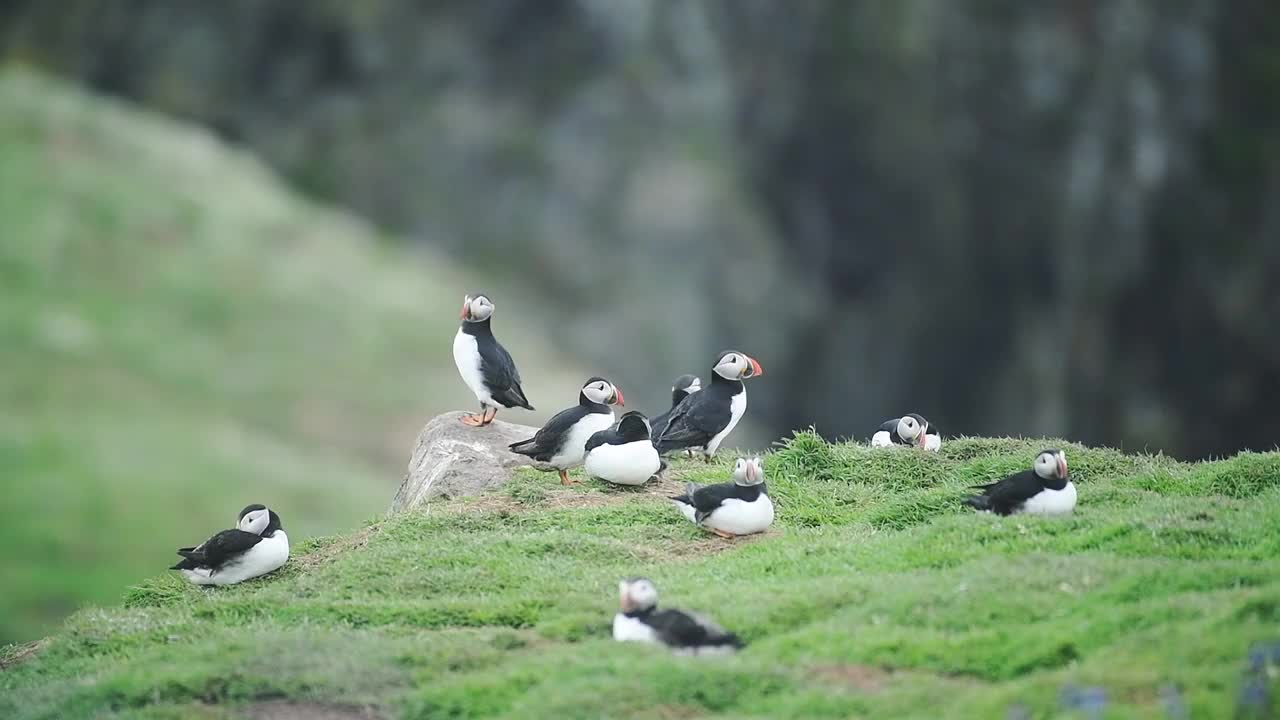 一群普通海鹦白天在斯科莫岛的草地上休息。采用针视频下载