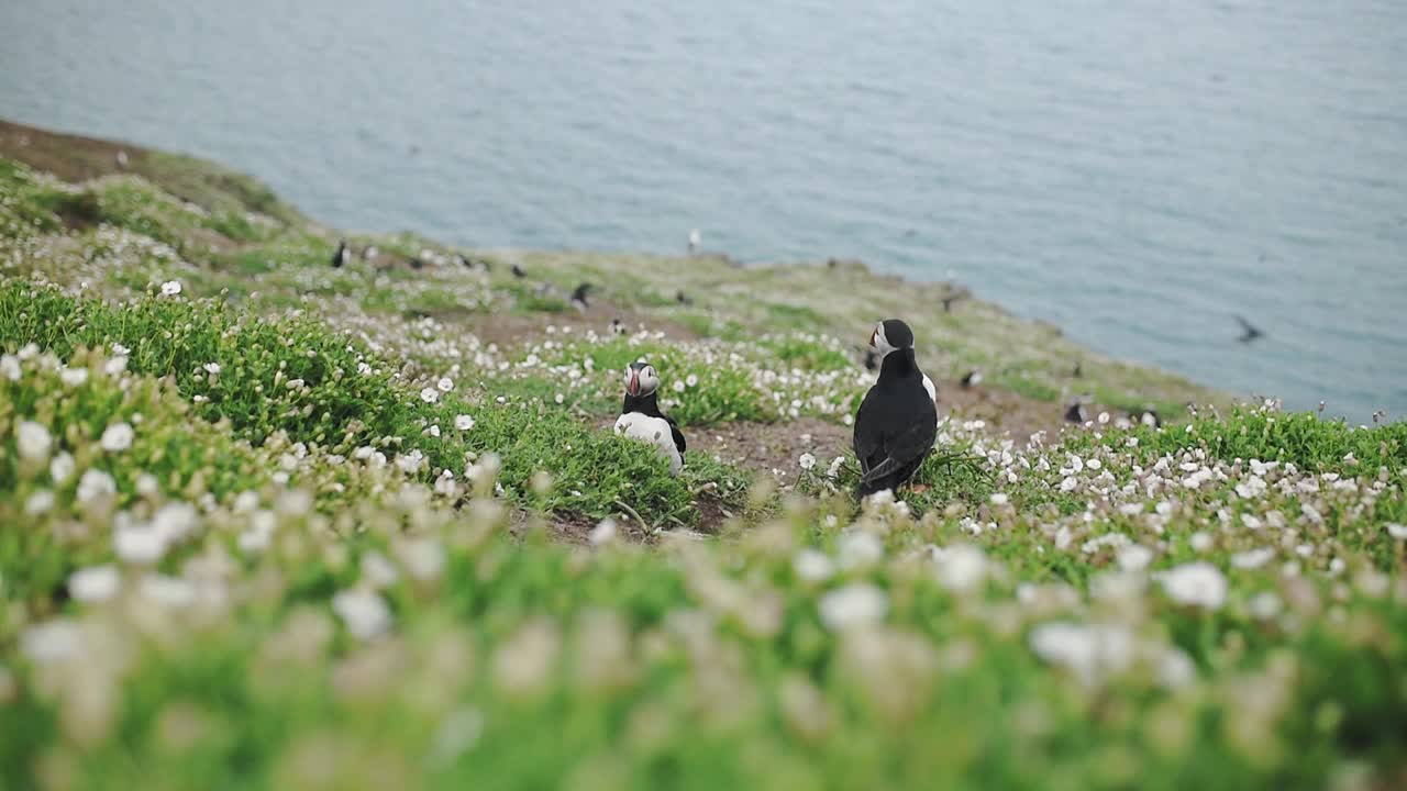 斯科莫岛海边满是野花的悬崖上的一群普通海鹦。采用针视频下载