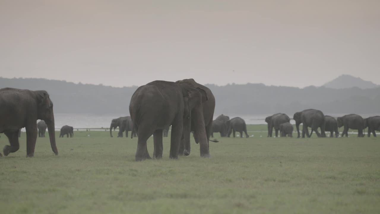 斯里兰卡大象缠绵的象鼻和推，斯里兰卡。视频下载