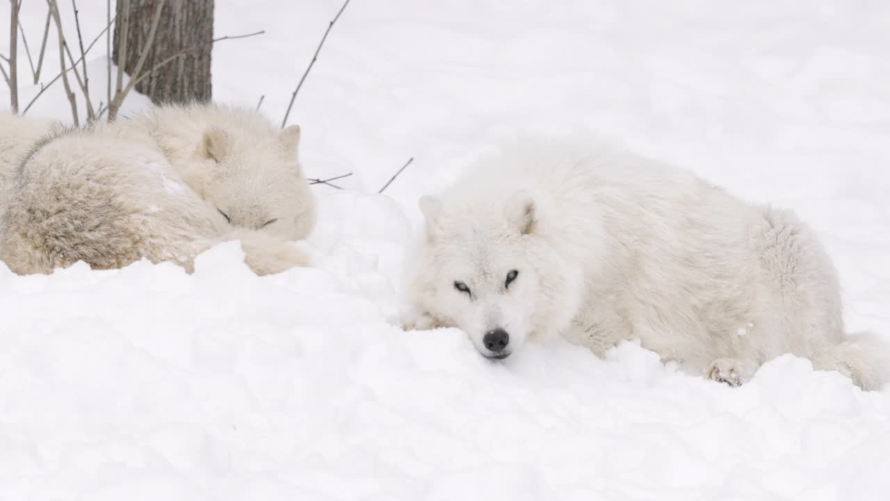 北极狐在森林中照顾对手和危险并休息视频下载