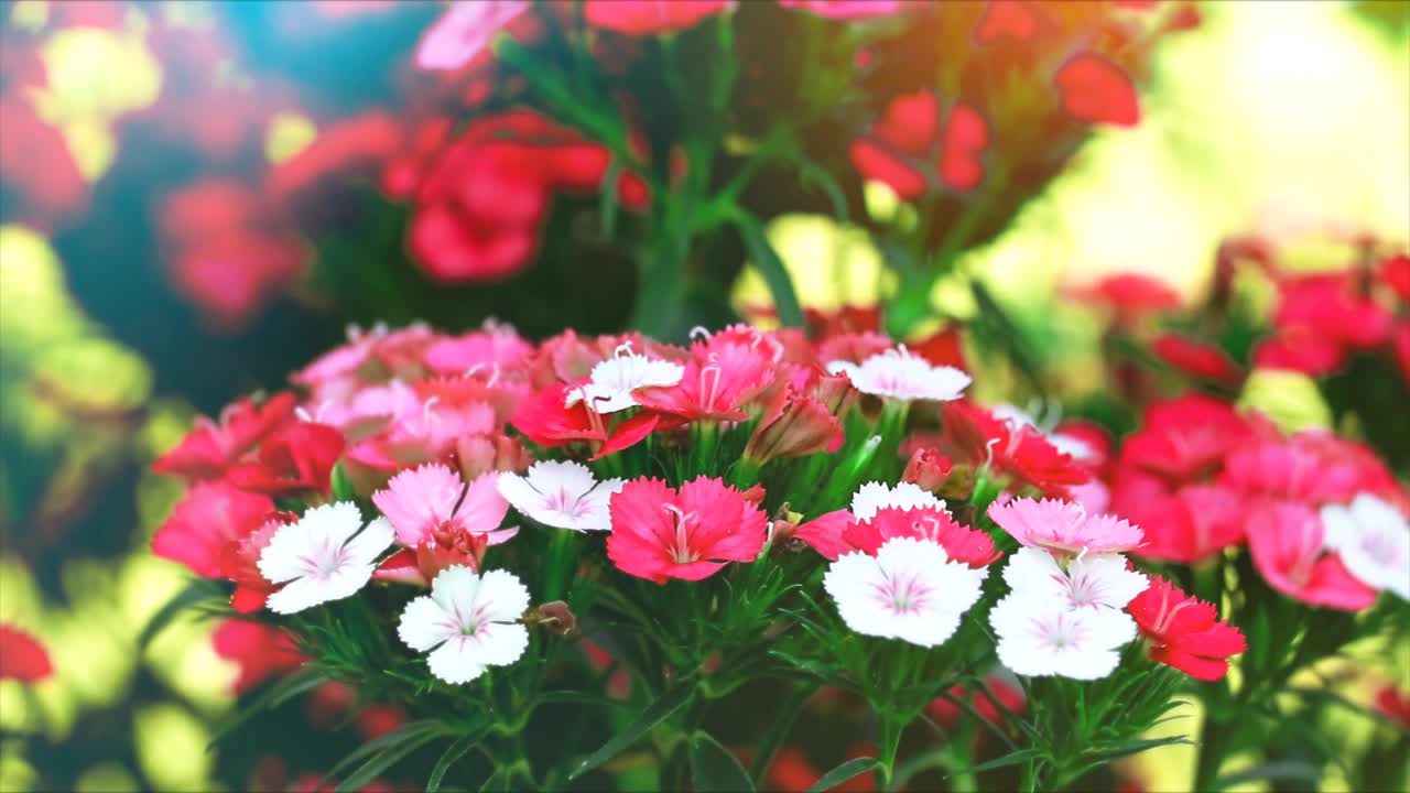 竹石竹的花朵是红色的，白色的，叶子的背景是绿色的视频素材