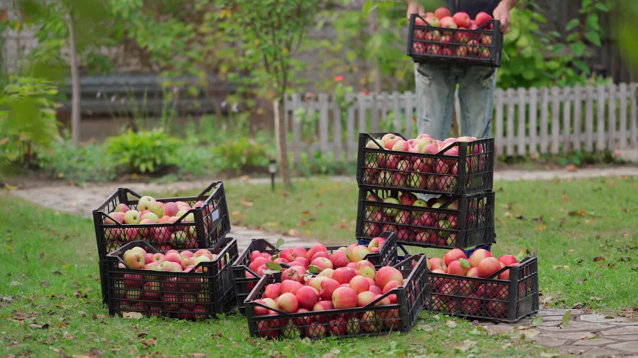 苹果在室外的箱子里收获。花园里的抽屉里有成熟的红色水果。拿着新鲜有机苹果抽屉的人。视频素材