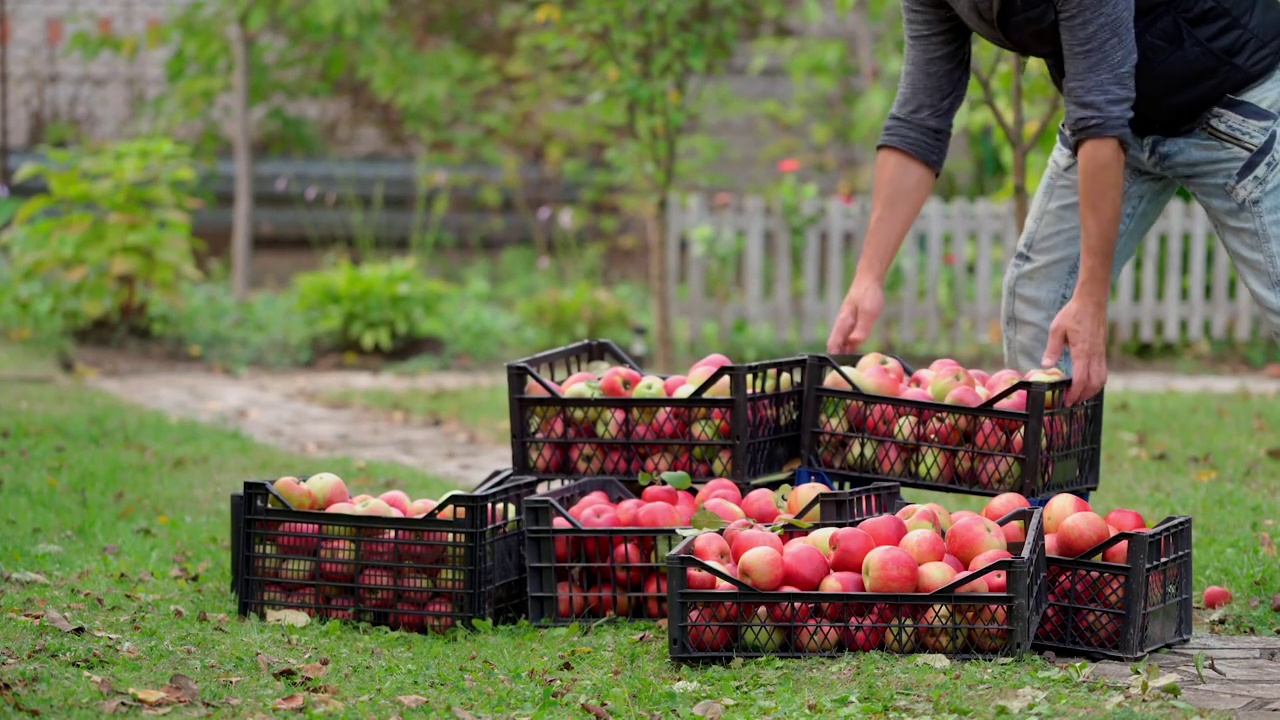 放苹果的抽屉。一名男子正在花园里取下装满新鲜水果的苹果盒子。秋天抽屉里的有机苹果。视频素材