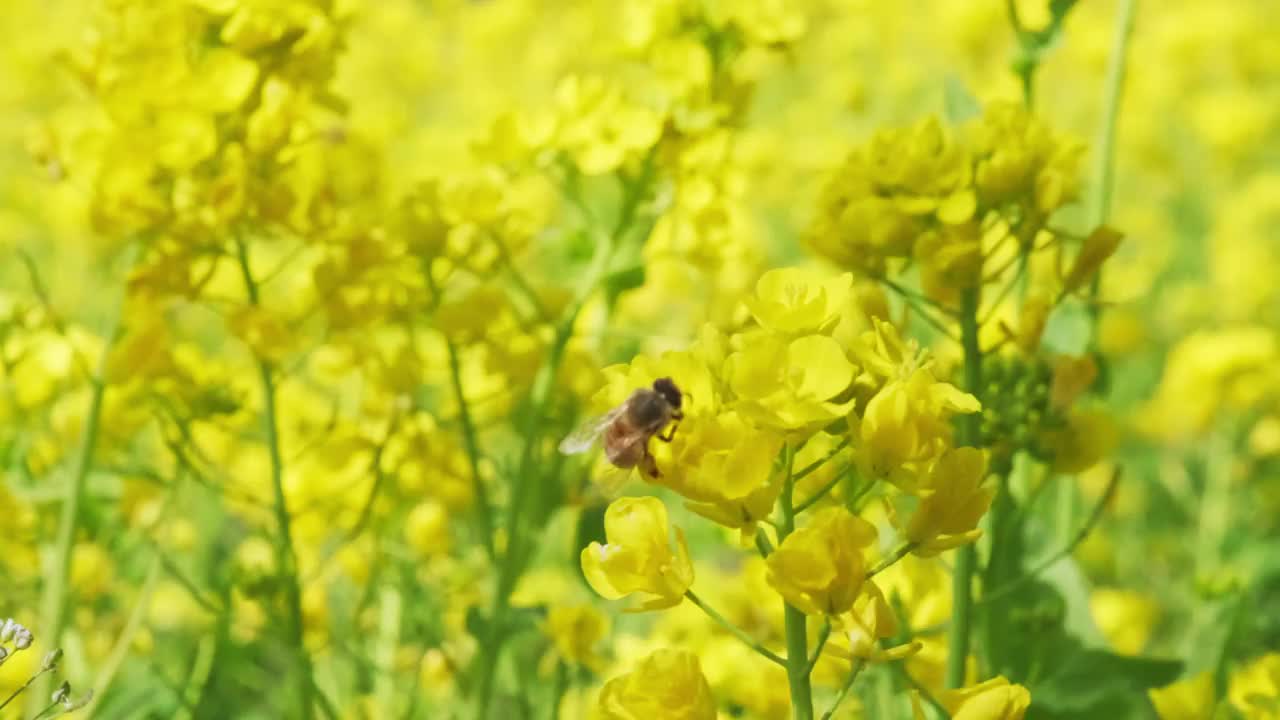 春天的油菜花和蜜蜂视频下载