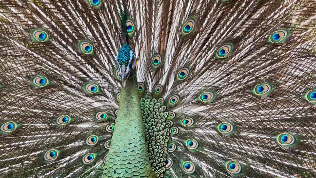 正面的蓝色雄性印度孔雀和充分展开的尾巴羽毛的背景视频素材 Id Vcg42n Vcg Com