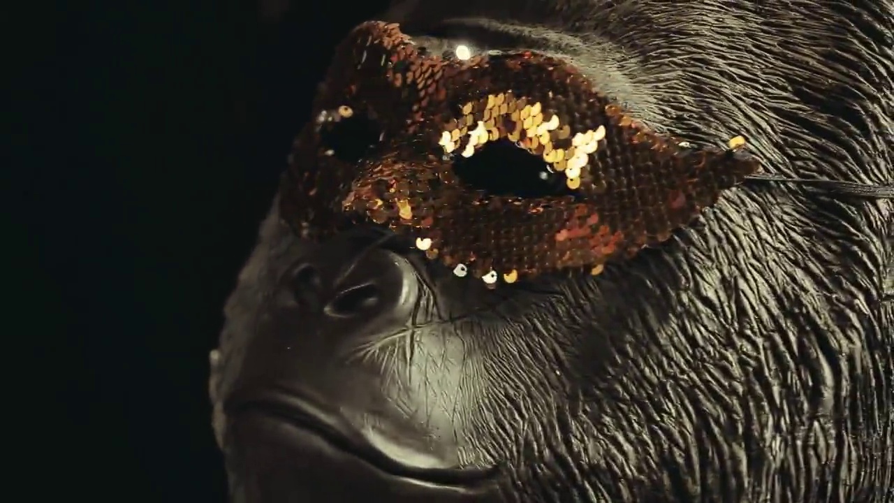 大猩猩的镜头，暗背景视频素材