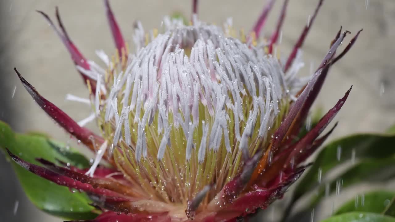 人工雨点下盛开的protea花视频下载