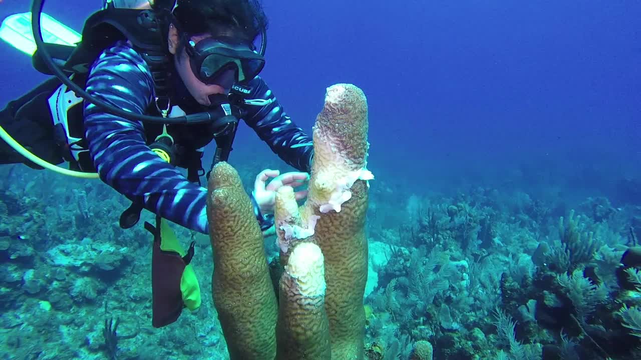 柱状珊瑚石珊瑚组织丧失病(SCTLD)视频下载