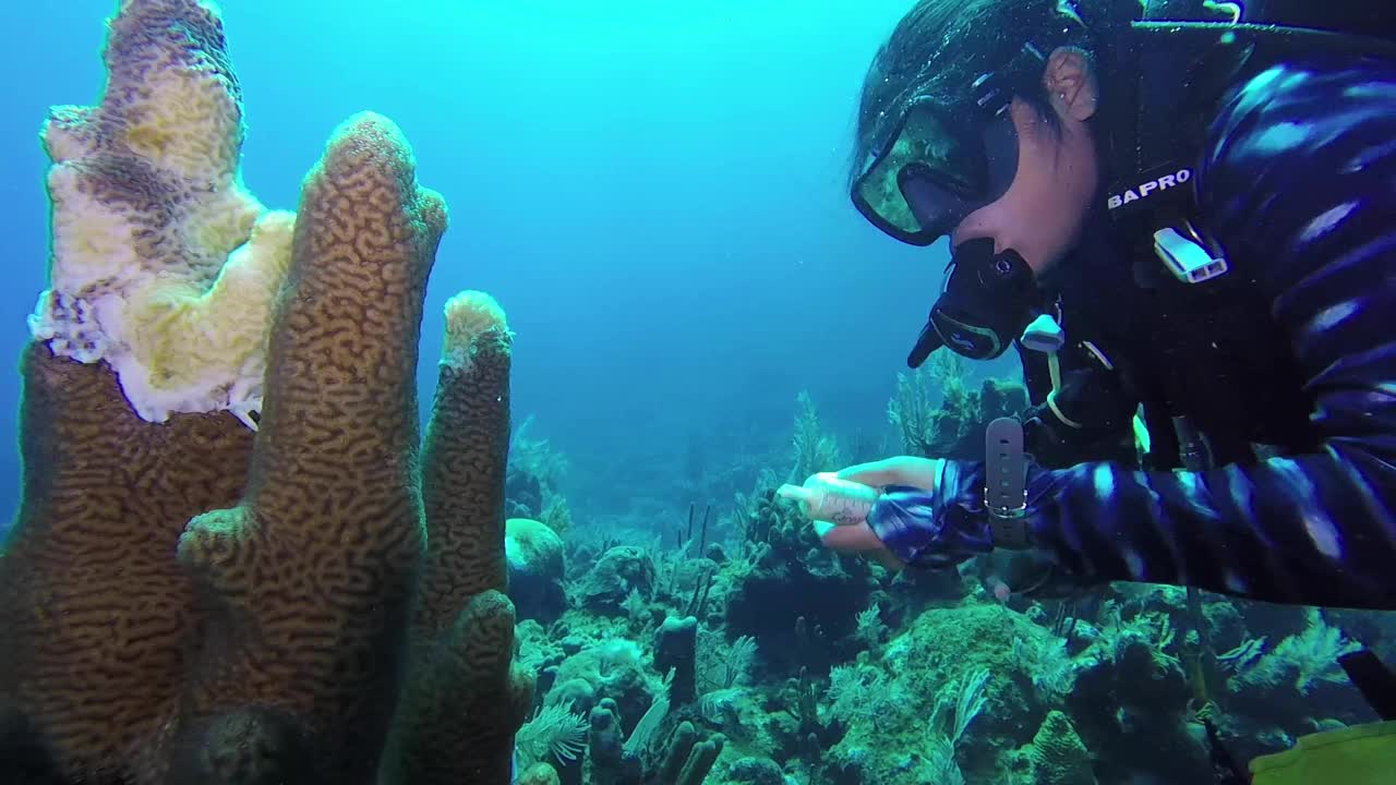 柱状珊瑚石珊瑚组织丧失病(SCTLD)视频下载