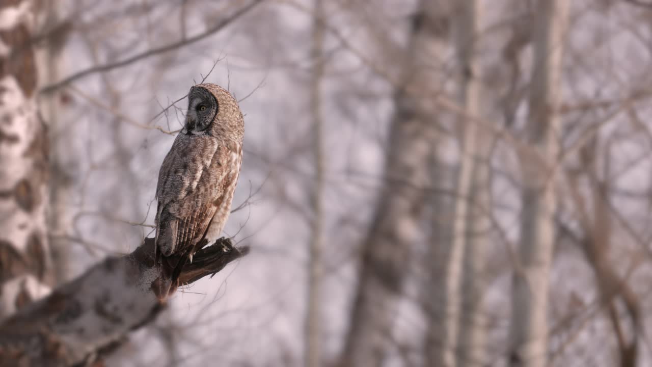 MS 4K拍摄的大灰/灰猫头鹰(条纹星云)坐在/飞行/在冬天/雪中从树上狩猎视频下载