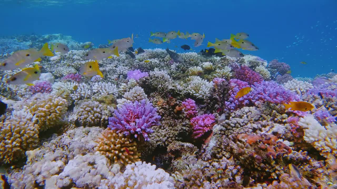 彩色珊瑚礁与黑斑鲷在红海-马萨阿拉姆-埃及视频下载