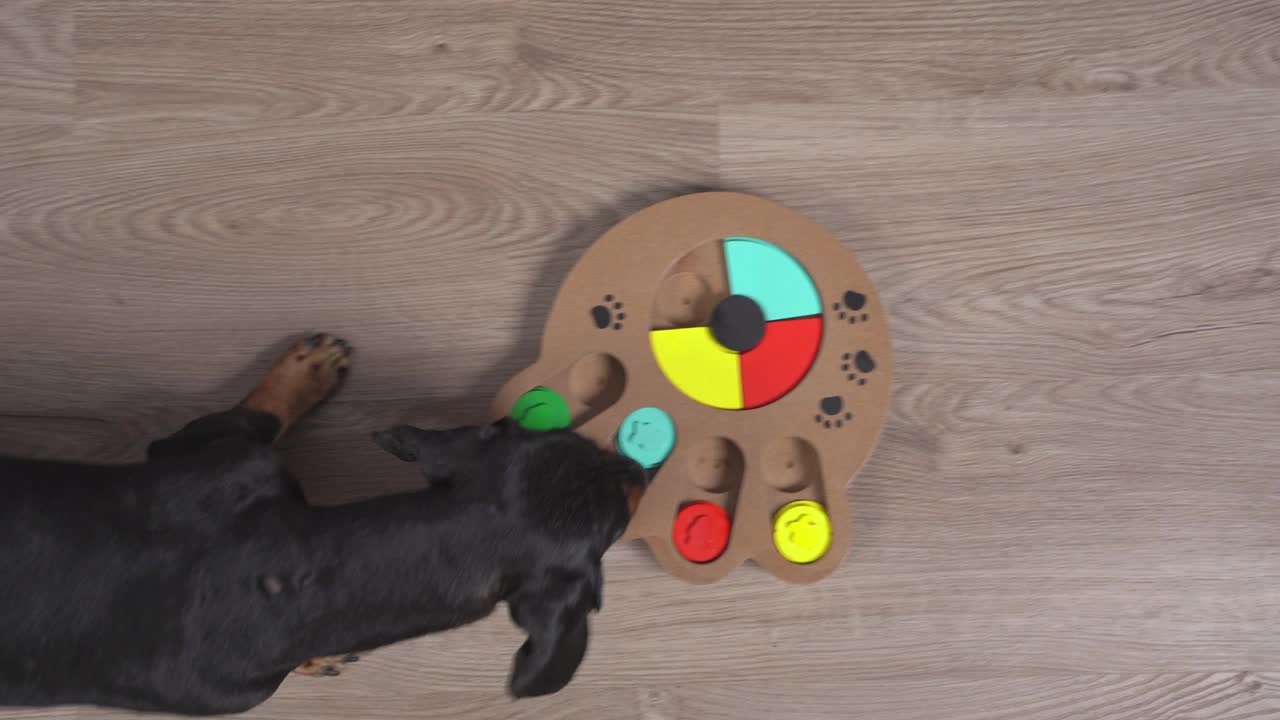 聪明的小腊肠犬在地板上极近的高处寻找美味的食物视频素材
