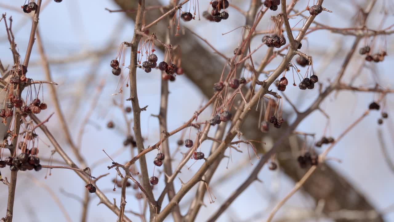 近距离拍摄雪松在吃树枝上的干果视频下载