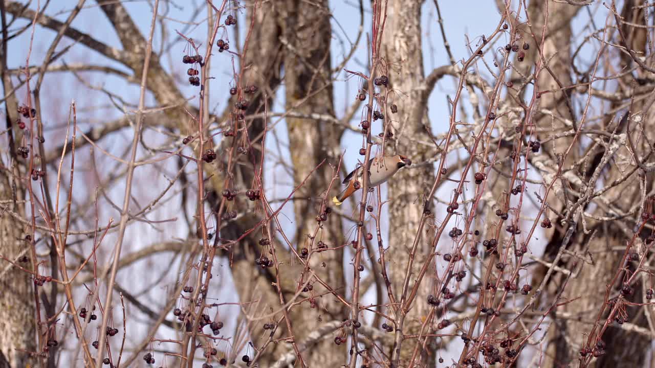 一只蜡翼雪松吃了树枝上的干果就飞走了视频下载