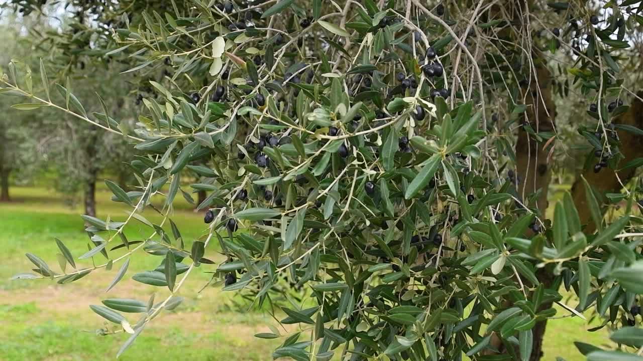 意大利，普利亚，萨伦托的橄榄林。树上的成熟橄榄视频下载