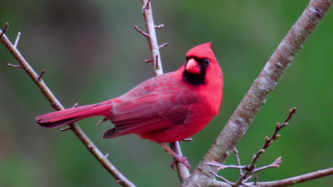 特写的冬羽雄性红雀栖息在光秃秃的树枝上。视频下载