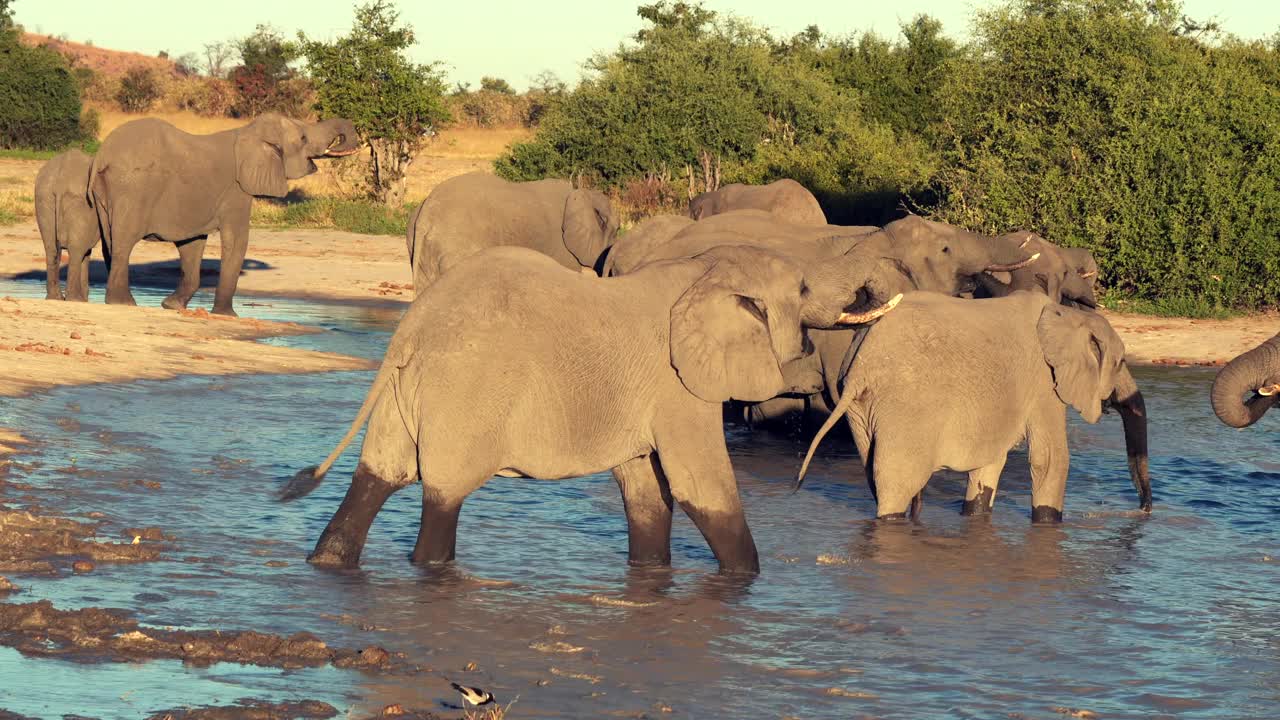 可以看到一群大象从一个天然的水坑里饮水视频素材