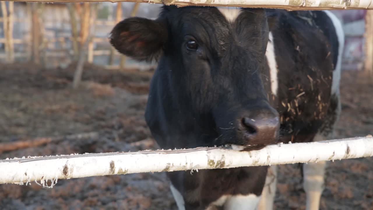 早春的早晨，篱笆后面的农场里，一头公牛在嚼干草视频下载