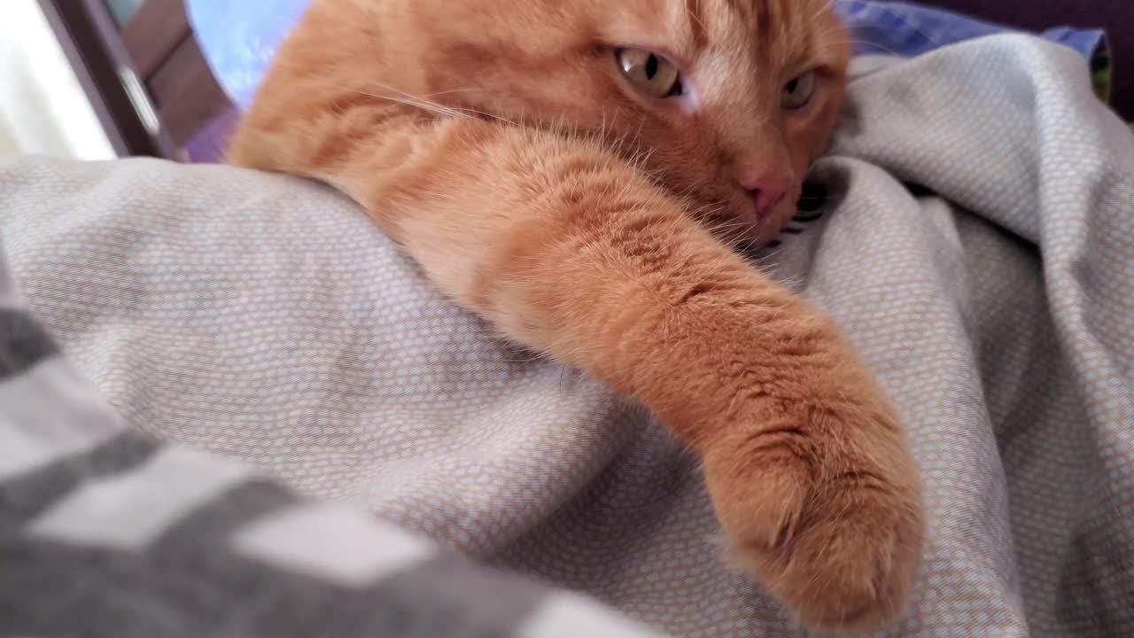 特写虎斑红猫呼噜声和伸展的爪子在毯子上视频素材
