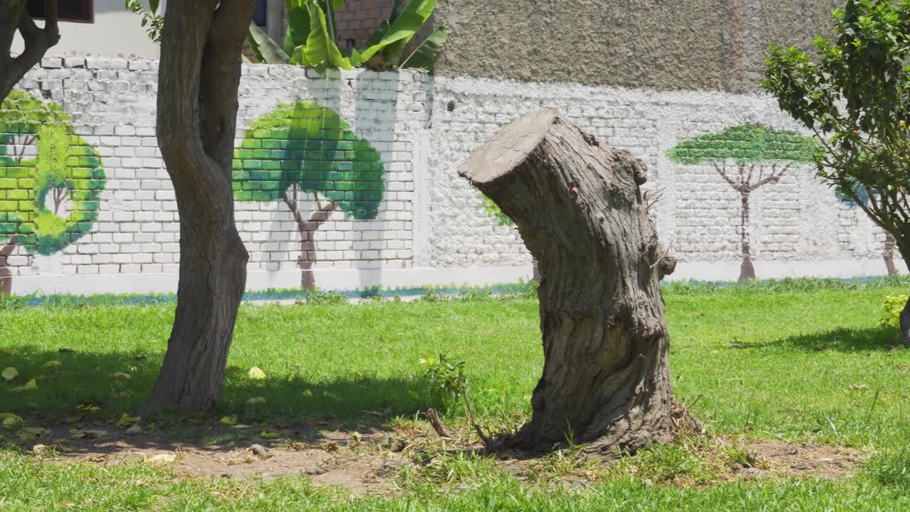 白天一棵树被砍到基地的特写，4k视频下载