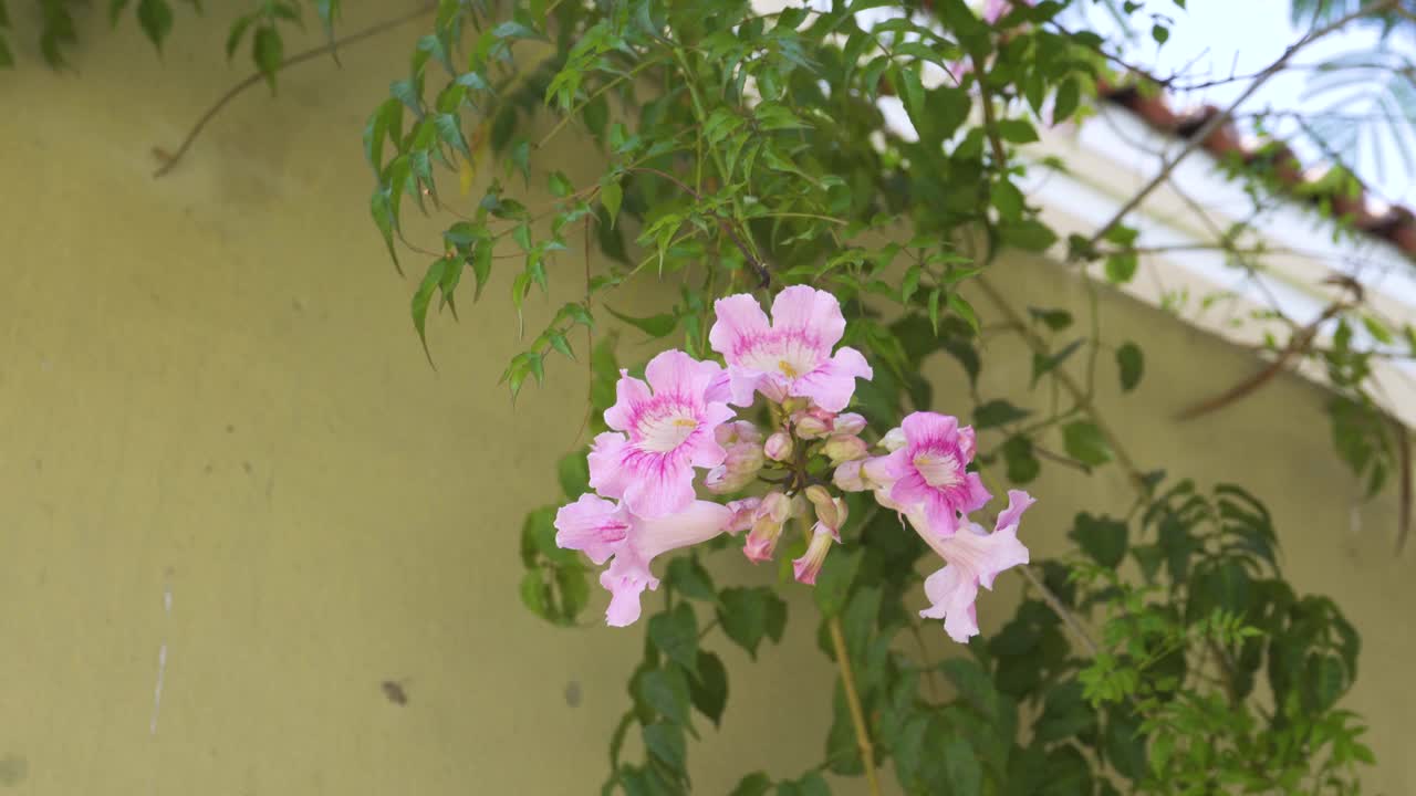 一些粉红色和白色的玫瑰在树枝上的特写视频素材