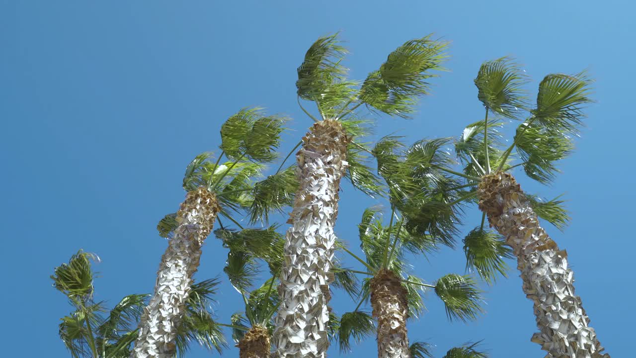 夏天地中海的棕榈树。在晴朗的日子从底部向上看天空视频下载