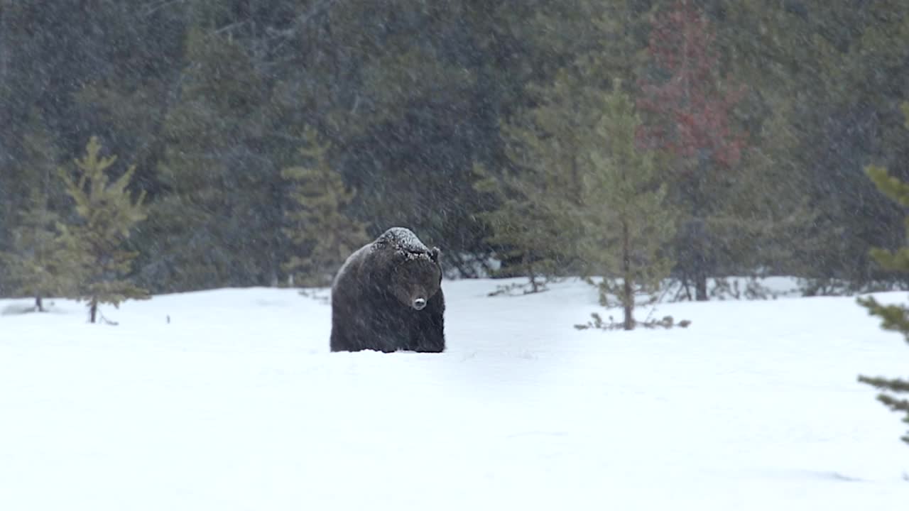 WS 4K拍摄的大雄性灰熊/野猪(Ursus arctos)从暴风雪/雪中冬眠出来视频素材