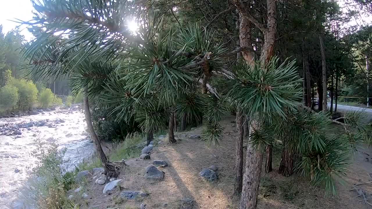 山河在森林中流淌视频素材