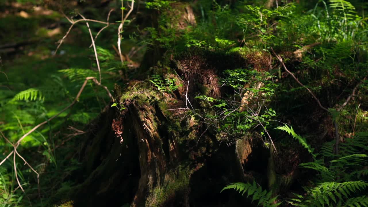 森林里的一个老树桩。森林中靠近树桩的绿色蕨类叶子。在阳光照耀下，树桩上覆盖着苔藓。绿蕨茎生长在野生环境中。视频素材
