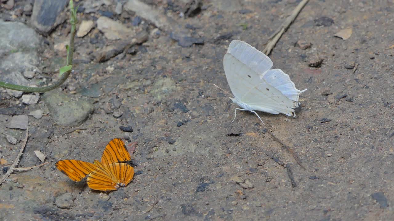 蝴蝶吃矿物质视频下载