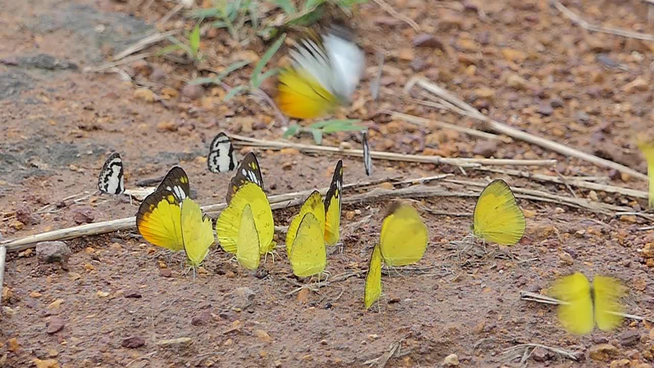 蝴蝶。缓慢的运动。视频下载