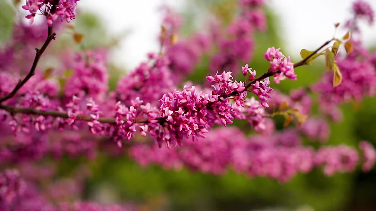 公园里盛开着粉红色花朵的犹大树枝条的特写。视频素材