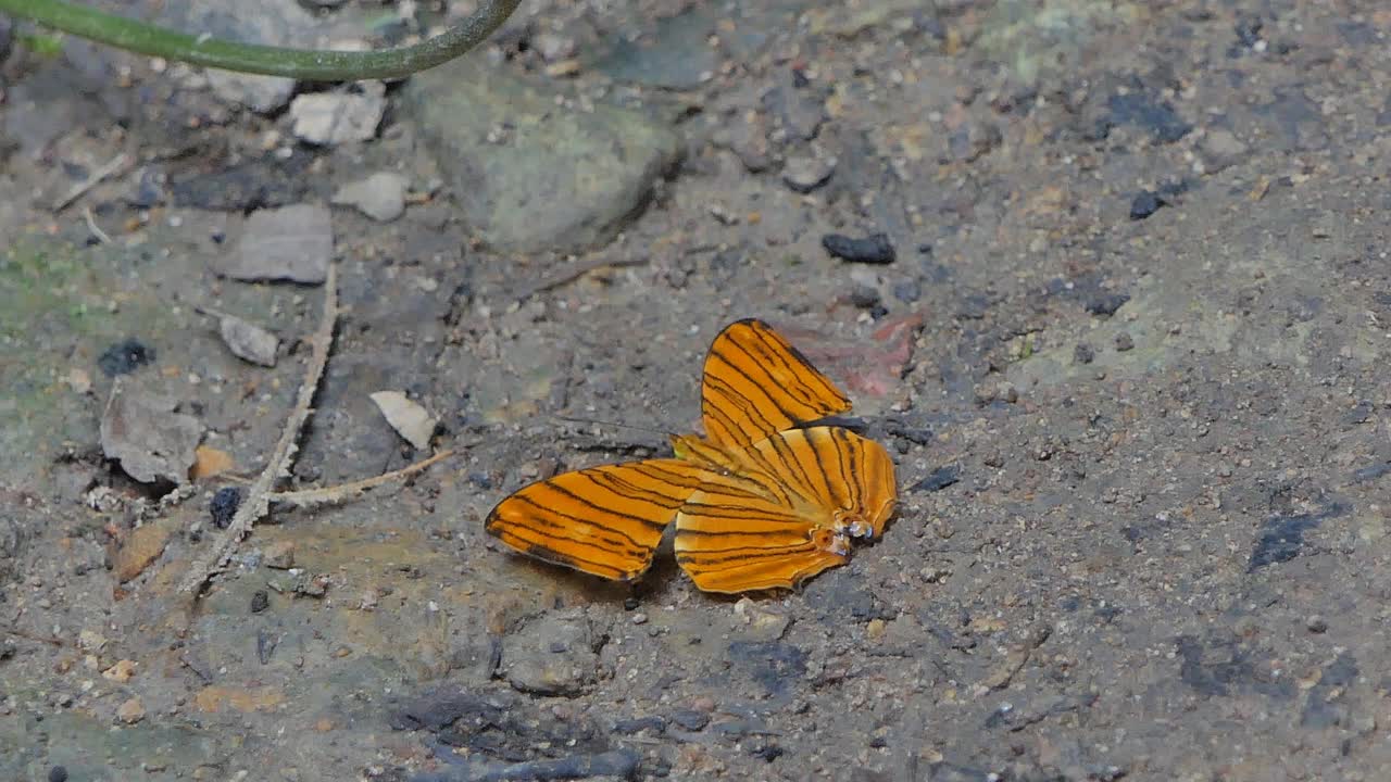 蝴蝶吃矿物质视频下载