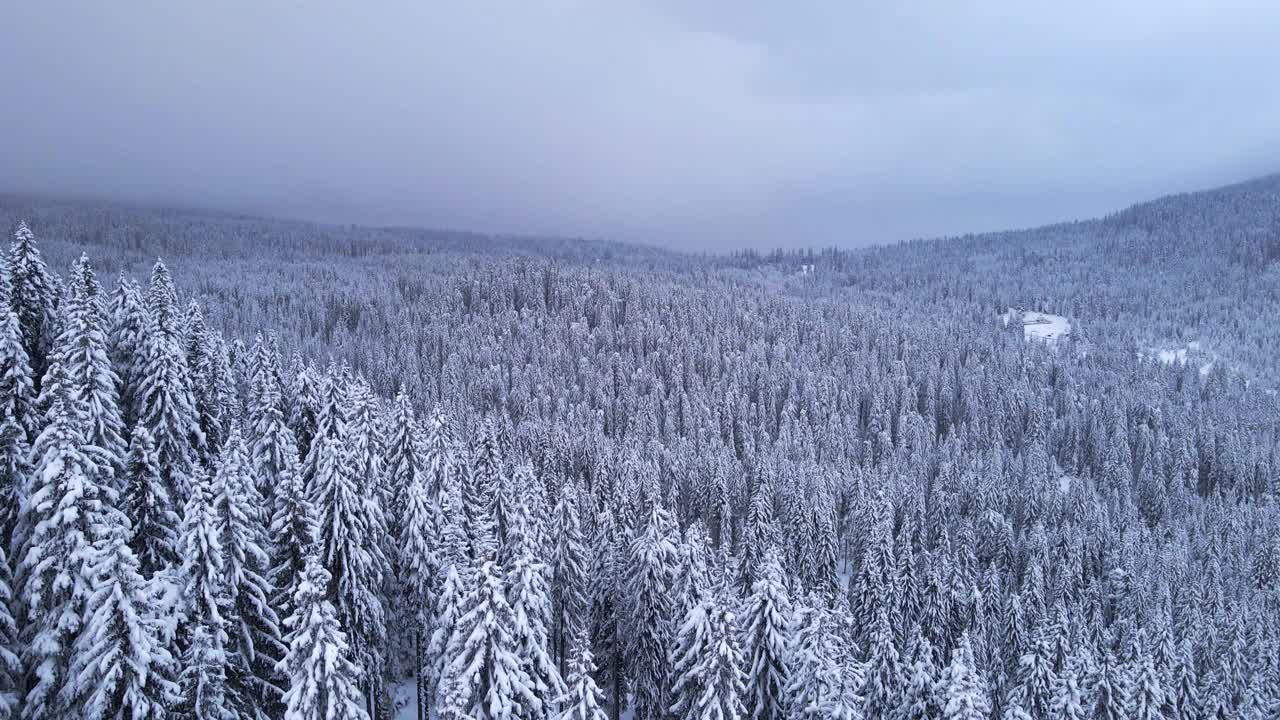 冬季的空中翱翔在白雪覆盖的松树林地上。在山上滑雪度假。视频下载