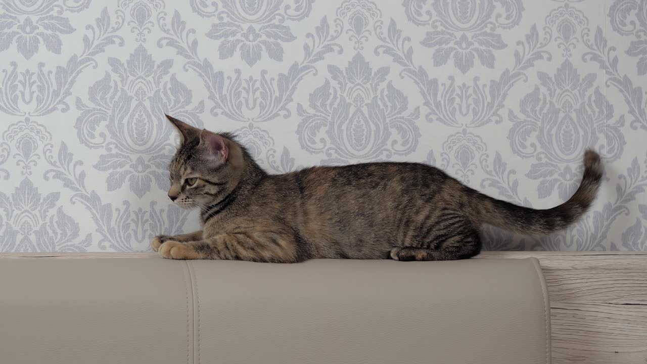 一只灰色的小猫躺在皮革床头板上，仔细地环顾四周。视频下载