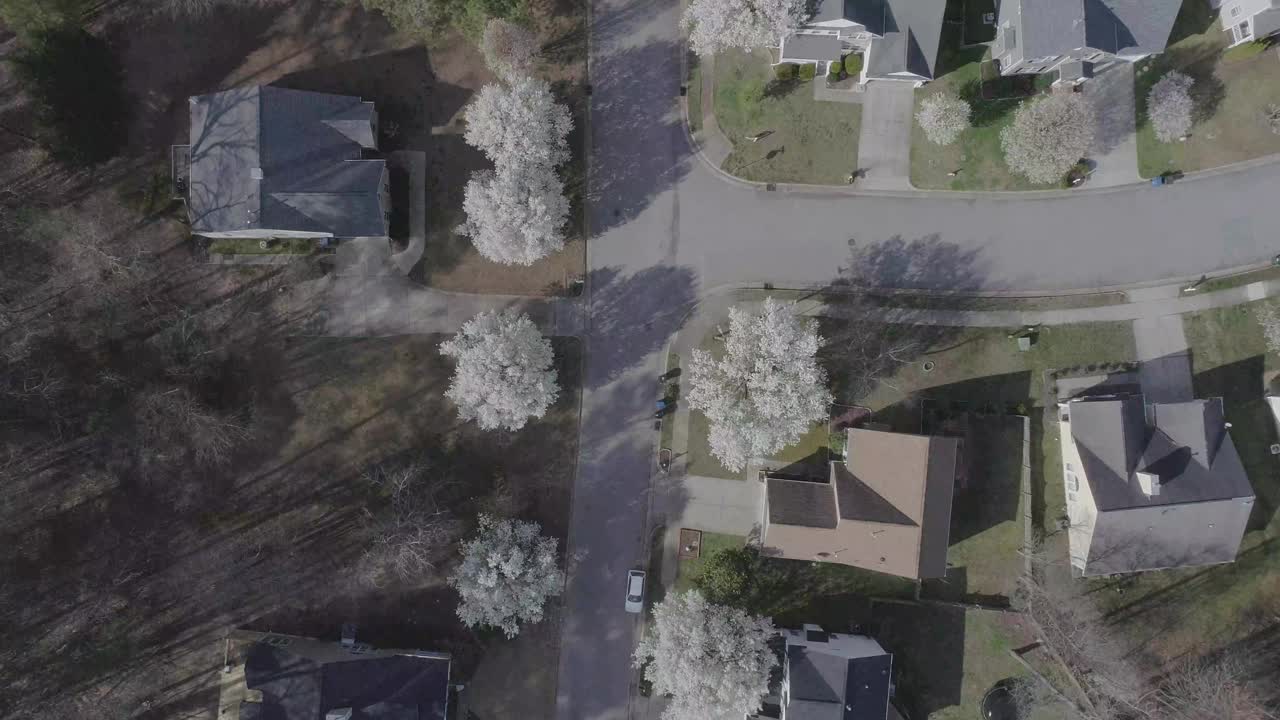 春天的街道上，梨树成行视频下载