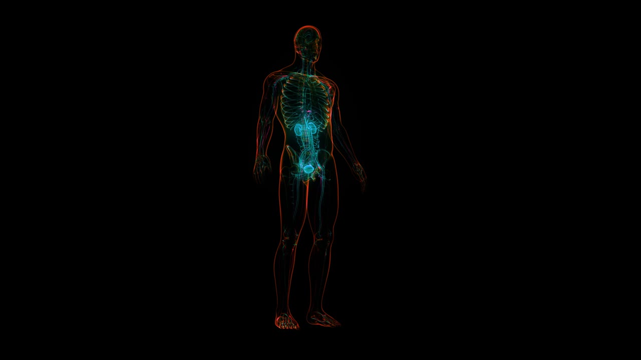 人体泌尿系统肾脏与膀胱解剖动画概念视频素材