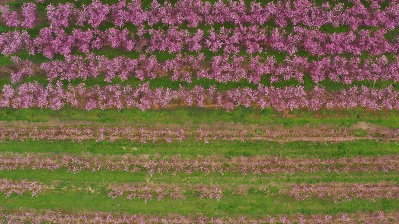 鸟瞰图的樱桃树田视频素材