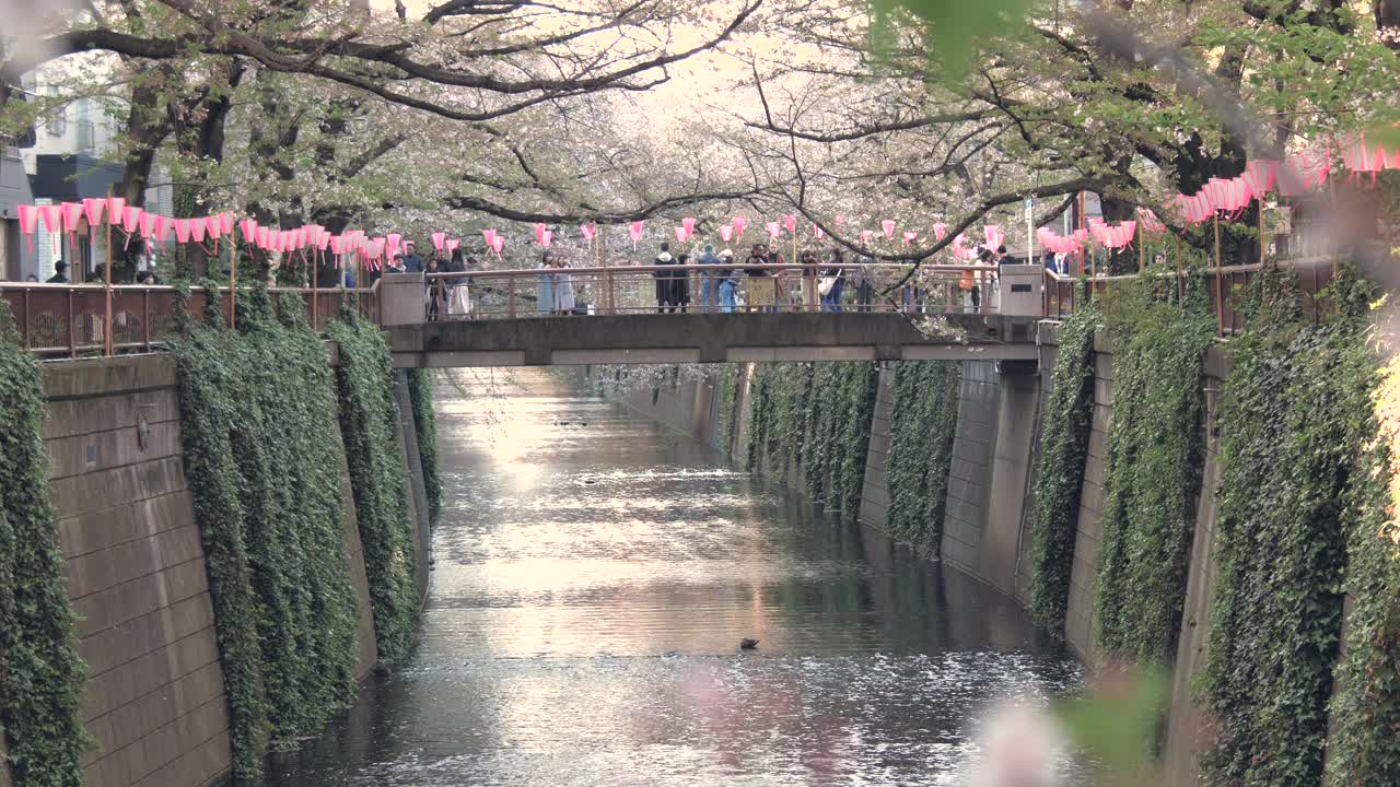 樱花在日本东京目黑河落下视频素材