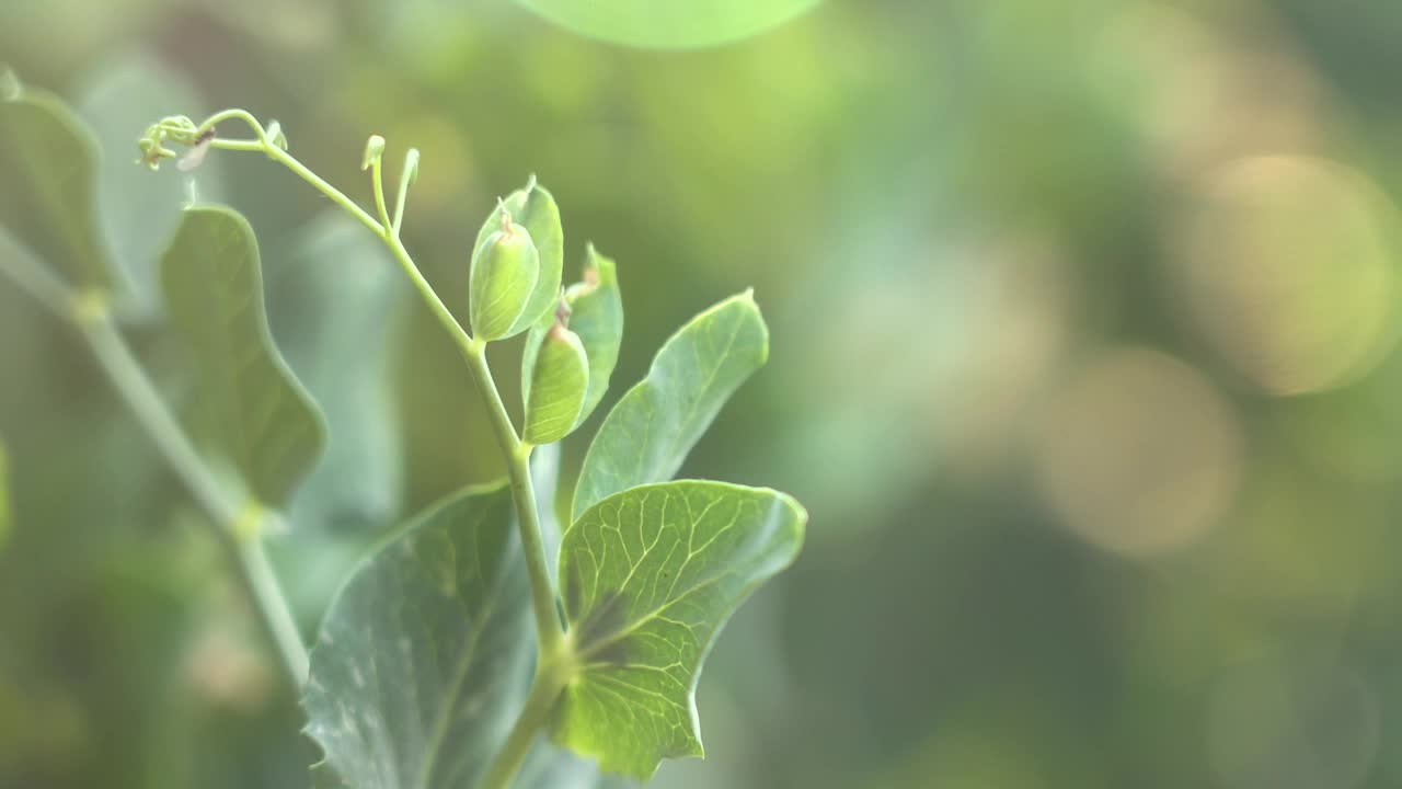 豌豆在阳光下叶子。豌豆在稀薄的风和宜人的阳光下叶子视频下载