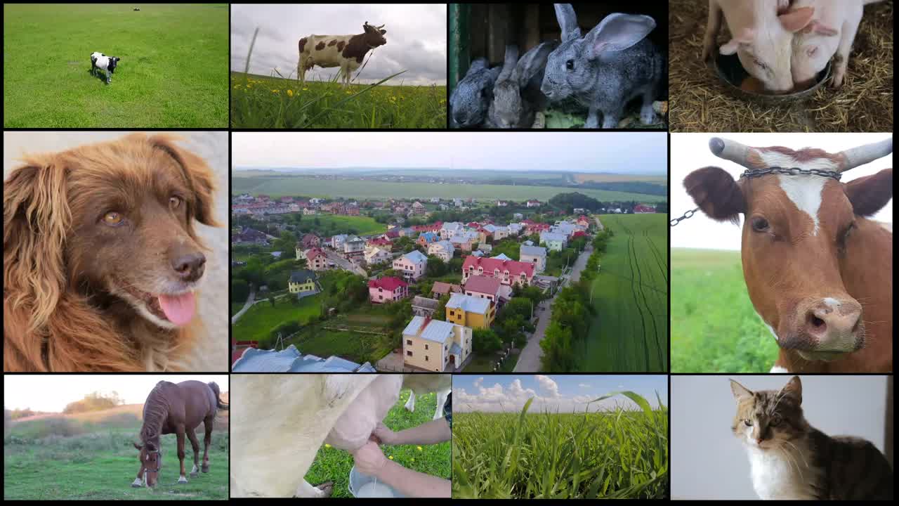 农场里有牛，牛在田地里，农场里，牛奶视频下载