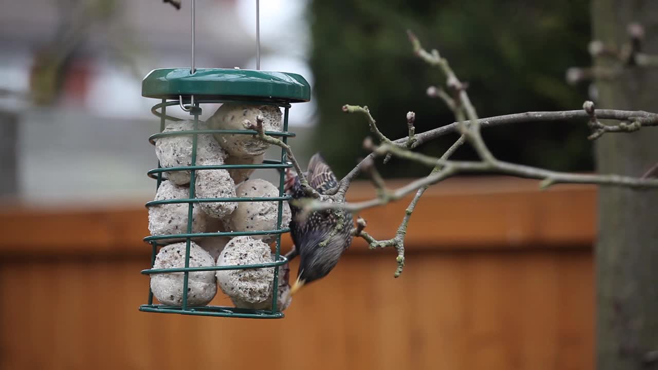 在英国家庭花园的一棵苹果树上挂着金属喂鸟器，欧椋鸟正在吃板油球视频下载